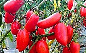 Elegant variety without flaws - “Scarlet Candles” tomato: description and photo