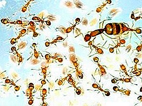 Insekti doma? Kako se znebiti rdečih mravljev v stanovanju?
