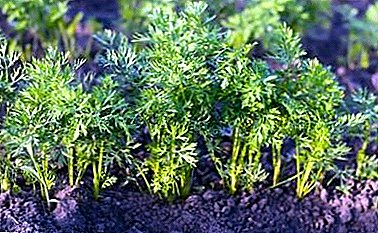 How important is the correct watering of carrots and how often should it be done? Practical advice gardeners
