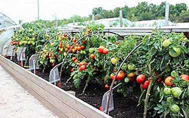 How important is it to determine the required gap between the tomatoes and at what distance from each other should they be planted?