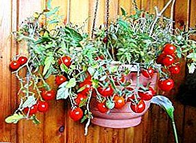 תהנה מרפסת עגבניות נס כל השנה! איך לגדל בבית מן הזרעים ואת כל הפרטים של עגבניות גוברת