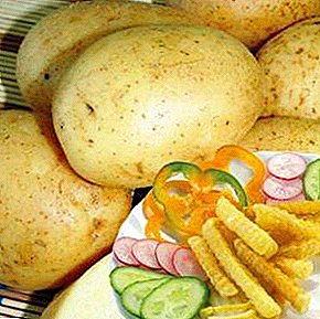 Den verkliga delikatessen är Lasock potatis: sortbeskrivning, karakteristisk, foto