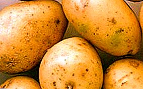 This, the Belarusian potato "Lileya": description of the variety and tactics of care