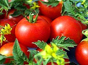 סיבירי אמיתי: "ניקולה" עגבניה, המאפיינים שלה תיאור מגוון