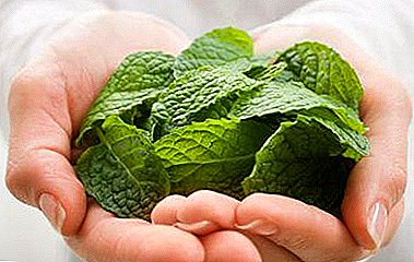 Natural herbs for woman's health during pregnancy: is lemon balm useful or harmful during this period?