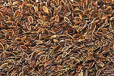 Přírodní medicína - infuze ze semen kopru. Co pomáhá, jak vařit a pít?