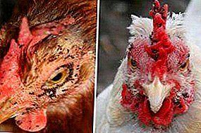 Clean up your hen house! Chicken Flea Control Measures