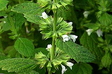 Not only “female herb” - the healing properties of lemon balm and features of its application