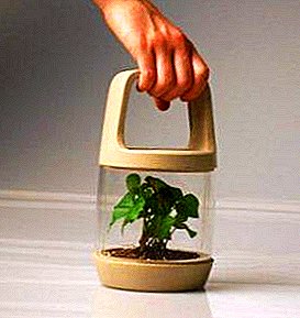 Majhni mini rastlinjaki za sadike z lastnimi rokami: kako vzeti - fotografije in navodila