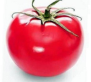 Kaprisli ve verimli değil - olağanüstü iddiasız domates çeşidi "Wind Rose" un tanımı ve özellikleri