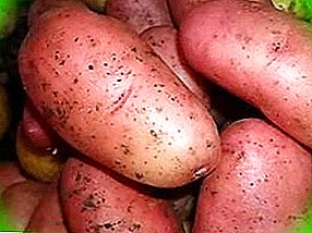 Rosara Nemški krompir: zgodnja sorta, nezahtevna nega