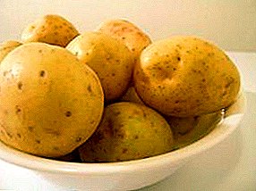 תפוחי אדמה גרמניים של מולי - טעם מצוין ותשואות גבוהות