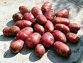 Alvar de la variedad alemana de patata para una cosecha rica y sabrosa sin problemas.