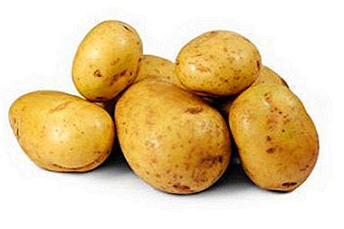 독일 감자 품종 : "Karatop"묘사, 사진, 주요 특징