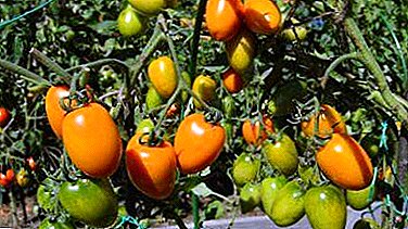 The extraordinary tomato "Golden Fleece": description of the variety, its characteristics and characteristics of cultivation