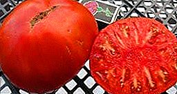 الطماطم اللذيذة بشكل غير عادي "ملك العمالقة": خصائص ووصف متنوعة ، الصورة