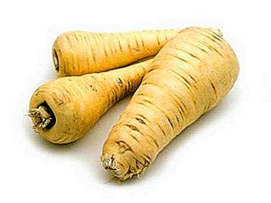 Unusual properties of parsnip root. How to apply vegetables in cooking, baby food and traditional medicine?