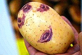 Color inusual e inmunidad estable - patata "Sineglazka". Características de la variedad y descripción de las patatas con fotos.