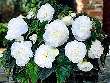 Extraordinarily beautiful terry begonia - description and photo, care details at home and in the open field.