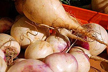Unobvious differences: what is the difference between turnips and turnips?