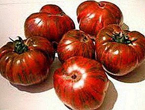 Eşsiz ve unutulmaz domates "Çizgili Çikolata": çeşitliliğin tanımı, fotoğraf