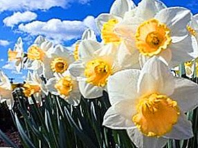 Narcisos sin pretensiones se despiertan con principios de primavera