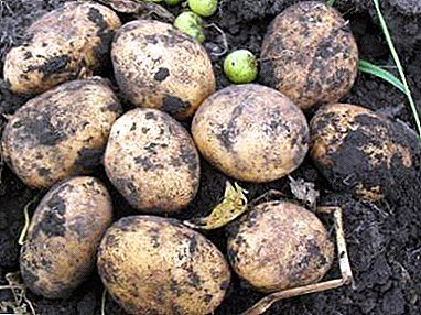 Unpretentious and productive potato "Typhoon": description of the variety, photo, characteristic