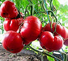 Un tomate sin pretensiones con un sabor maravilloso y jugoso: la variedad de tomate "Frambuesa elefante": foto, descripción y matices en crecimiento.