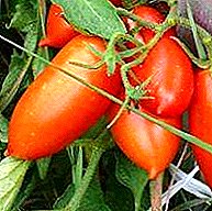 Unprätentiöse Tomatensorte mit großen leckeren Früchten der sibirischen Selektion "Königsberg"