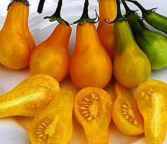 Variedad sin pretensiones de tomate "pera amarilla", se ve muy bien en el banco en el invierno