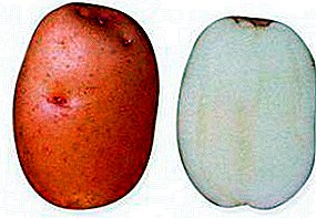 Nepretenciozs pusmūža kartupelis "Handsome": šķirnes apraksts, foto, īpašības