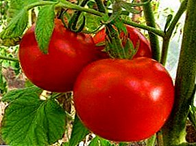 Nõrk tomat "Vene hing" - sordi kirjeldus, eelised ja puudused, omadused