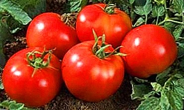 Unpretentious tomaat "Yamal" groeit zonder uw inspanningen: karakteristiek en beschrijving van de variëteit
