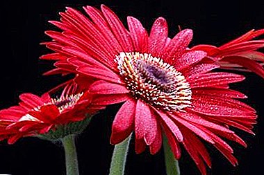 Unpretentious decoration of the garden and window sill - red gerbera