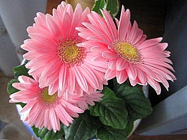 Several varieties of pink gerbera: a beautiful flower for your site!