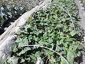 Several ways to create a greenhouse for cucumbers do it yourself.