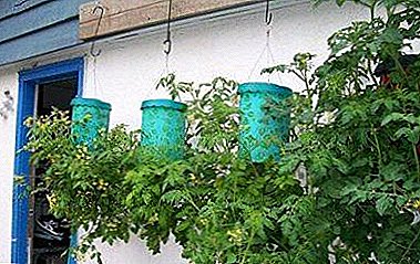 Modo não-padrão de cultivar tomates em baldes de cabeça para baixo: instruções passo a passo e possíveis erros