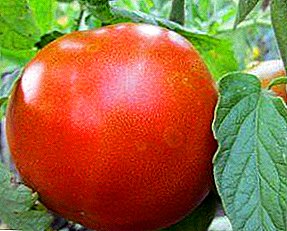 Undemanding in care, versatile in use and just a wonderful variety of tomato "Thick Jack"