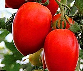 Unglaubliche Tomate "Bells of Russia" - Dekoration Ihres Gartens: Beschreibung der Sorte und Foto
