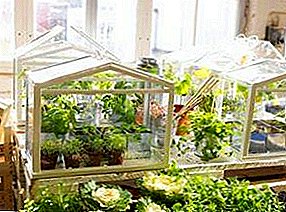 Nepostrádateľné domáce pomocníci pre milovníkov poľnohospodárstva - do-it-yourself mini-skleníky pre domácnosť