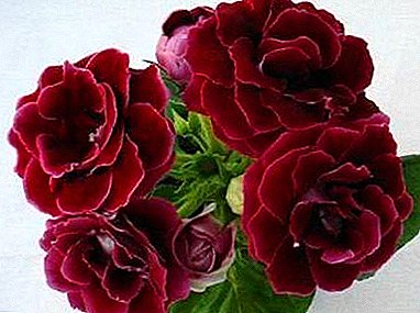 Gentle and terry gloxinia Esenia: description, flower photo and necessary care