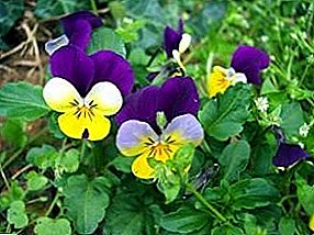 섬세한 보라색 꽃 : 품종, 가능한 질병, 돌보는 것과 번식