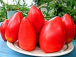 Kiiresti kasvav, varajane küps hübriid kõrge tootlikkusega tomatist „Ob domes”, kirjeldus ja soovitused hoolduseks