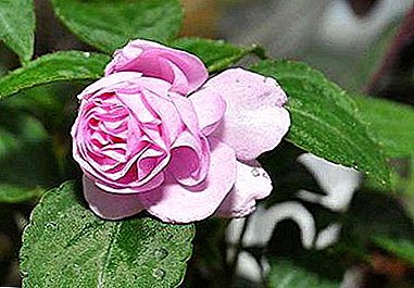 The undersized pink balsam Tom Samb: features, description with photo, planting, care and reproduction