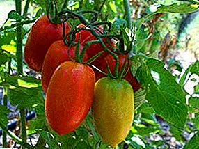 Den nyaste sortimentet av tomat "Petrusha Gardener": egenskaper och beskrivning av tomater och foton, odling och skadedjursbekämpning