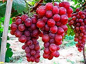 New grape varieties