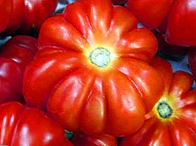 Uus Sibeeria valiku "Jaapani krabi" tomatite sort - kirjeldus, omadused, fotod