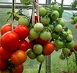 Nuevo tomate superraneal "Bullfinch": características y descripción de la variedad, foto