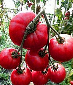 A novelty that deserves attention is the Raspberry Rhapsody Tomato: variety description