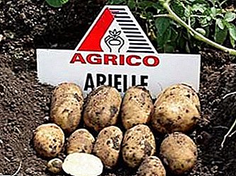نحن بحاجة إلى حصاد مبكر ، والبطاطس النباتية "ارييل": وصف متنوعة ، الصورة ، الخصائص